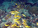 2011-10-23 - Lusong Reef off off Lusong Island Sangat Island (2)