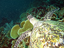 2011-10-23 - Lusong Reef off off Lusong Island Sangat Island (31)