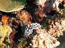 2011-10-22 - Coral Gardens off of Sangat Island (11)