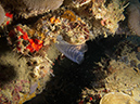 2011-10-22 - Coral Gardens off of Sangat Island (1)