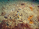 2011-10-20 - Olympia Maru Wreck Sangat Island (13)