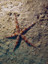 2011-10-23 - Lusong Reef off off Lusong Island Sangat Island (5)