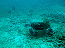 2011-10-23 - Lusong Reef off off Lusong Island Sangat Island (9)