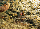 2011-10-24 - Olympia Maru wreck Sangat Island (15)