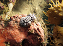 2011-10-22 - Coral Gardens off of Sangat Island (16)