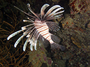 2011-10-22 - Akistushima Wreck Sangat Island (2)