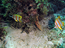 2011-10-20 - Dynamite Reef Culion Island (17)