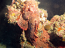 2011-10-24 - Olympia Maru wreck Sangat Island (17)