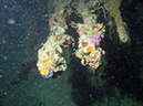 2011-10-24 - Akitsushima Wreck Sangat Island (2)