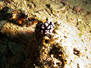 2011-10-22 - Okikawa Maru Tanker Wreck Sangat Island (23)