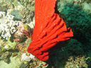 2011-10-20 - Dynamite Reef Culion Island (13)