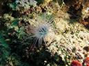 2011-10-23 - Lusong Reef off off Lusong Island Sangat Island (21)