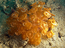 2011-10-22 - Coral Gardens off of Sangat Island (4)