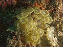 2011-10-22 - Coral Gardens off of Sangat Island (2)
