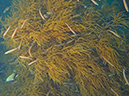 2011-10-23 - Kogya Maru Wreck Sangat Island (5)