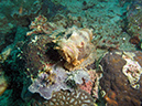 2011-10-23 - Lusong Reef off off Lusong Island Sangat Island (18)