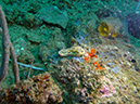 2011-10-23 - Marazan Wreck Sangat Island (4)