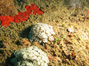 2011-10-24 - Akitsushima Wreck Sangat Island (1)