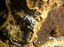 2011-10-22 - Coral Gardens off of Sangat Island (23)