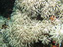 2011-10-20 - Dynamite Reef Culion Island (11)