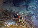 2011-10-23 - Lusong Reef off off Lusong Island Sangat Island (4)