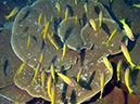 2011-10-23 - Kogya Maru Wreck Sangat Island (9)