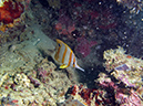 2011-10-23 - Lusong Reef off off Lusong Island Sangat Island (11)