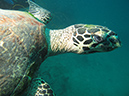 2011-10-22 - Coral Gardens off of Sangat Island (13)