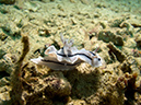 2011-10-23 - Lusong Reef off off Lusong Island Sangat Island (25)