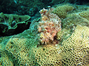 2011-10-23 - Lusong Reef off off Lusong Island Sangat Island (32)