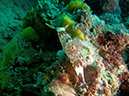 2011-10-22 - Coral Gardens off of Sangat Island (8)