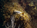 2011-10-20 - Dynamite Reef Culion Island (8)