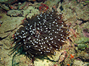 2011-10-20 - Dynamite Reef Culion Island (7)