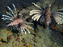 2011-10-21 - Irako Wreck Sangat Island (4)