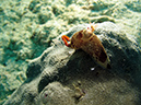 2011-10-23 - Lusong Reef off off Lusong Island Sangat Island (27)