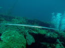 2011-10-23 - Marazan Wreck Sangat Island (5)