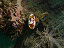 2011-10-20 - Dynamite Reef Culion Island (6)