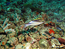 2011-10-22 - Okikawa Maru Tanker Wreck Sangat Island (1)