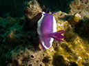 2011-10-20 - Dynamite Reef Culion Island (14)