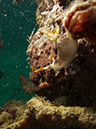 2011-10-23 - Lusong Reef off off Lusong Island Sangat Island (13)