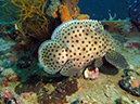 2011-10-24 - Olympia Maru wreck Sangat Island (2)