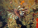 2011-10-24 - Akitsushima Wreck Sangat Island (12)