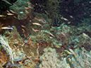 2011-10-22 - Coral Gardens off of Sangat Island (27)