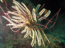 2011-10-22 - Coral Gardens off of Sangat Island (14)