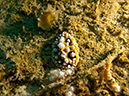 2011-10-24 - Olympia Maru wreck Sangat Island (14)