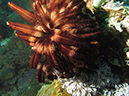 2011-10-20 - Dynamite Reef Culion Island (12)