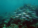 2011-10-22 - Coral Gardens off of Sangat Island (24)