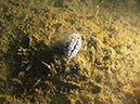 2011-10-24 - Olympia Maru wreck Sangat Island (22)