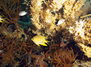 2011-10-22 - Coral Gardens off of Sangat Island (21)