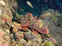 2011-10-24 - Olympia Maru wreck Sangat Island (21)